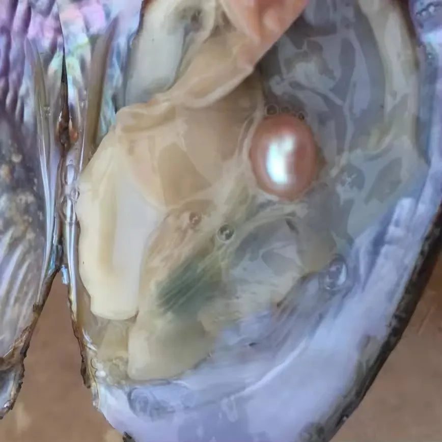 Natural pearl in shell with necklace