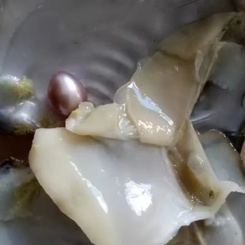 Natural pearl in shell with necklace